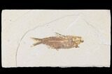 Fossil Fish (Knightia) - Wyoming #109985-1